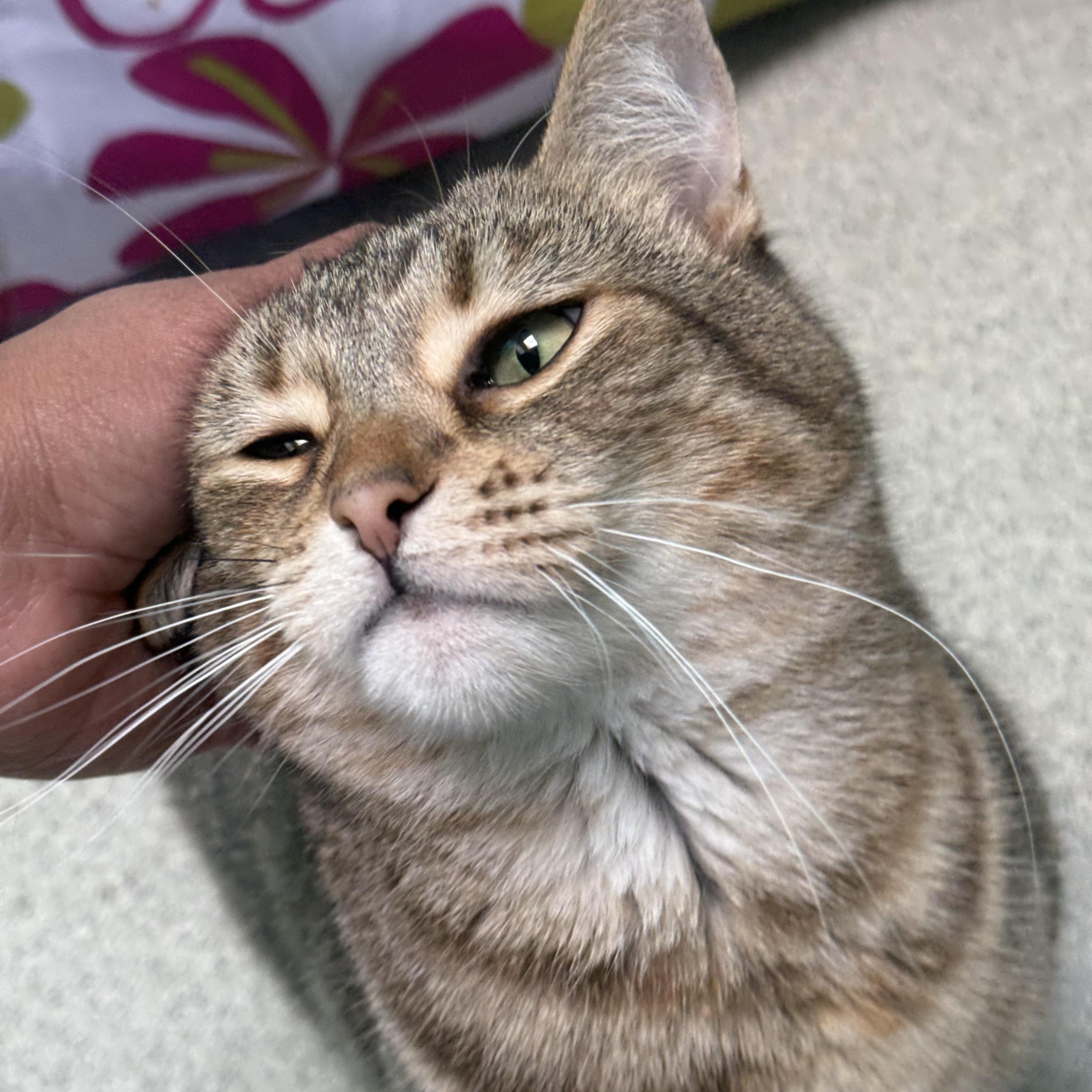 Enlarge Bunny, a Adoptable American Bobtail in Newport Beach, CA image 3/5