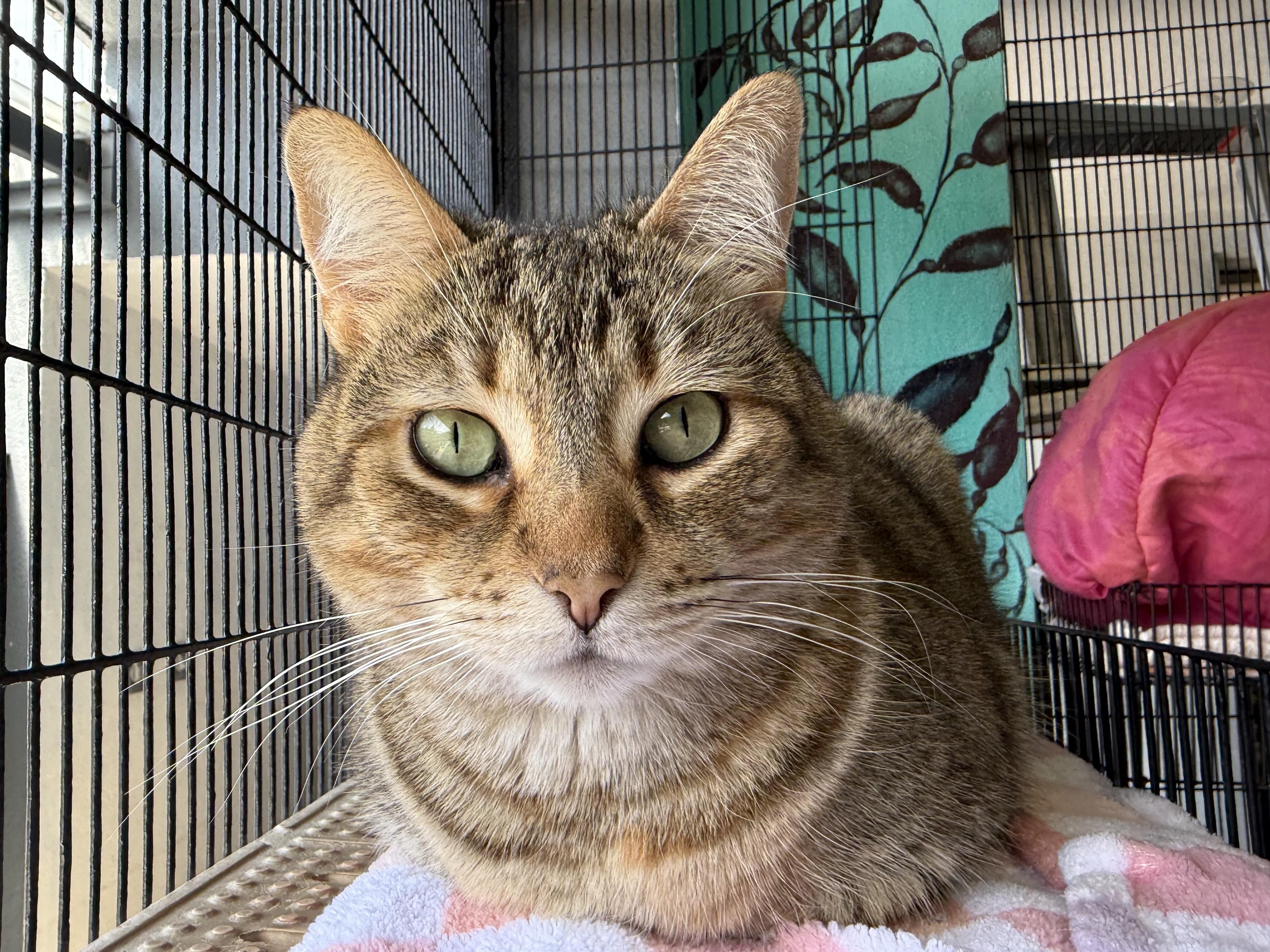 Bunny, Adoptable, Young Female American Bobtail.