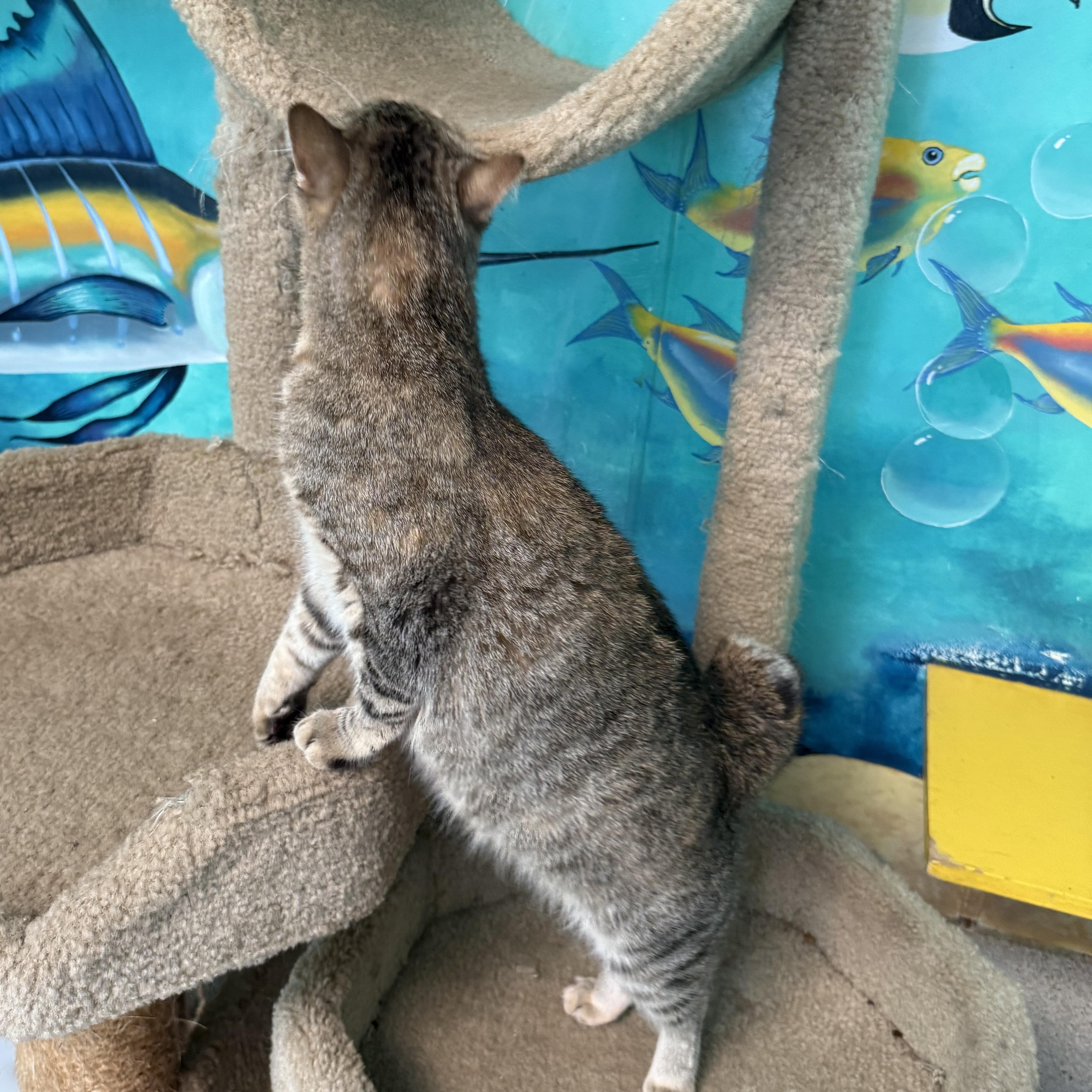Bunny thumbnail 3