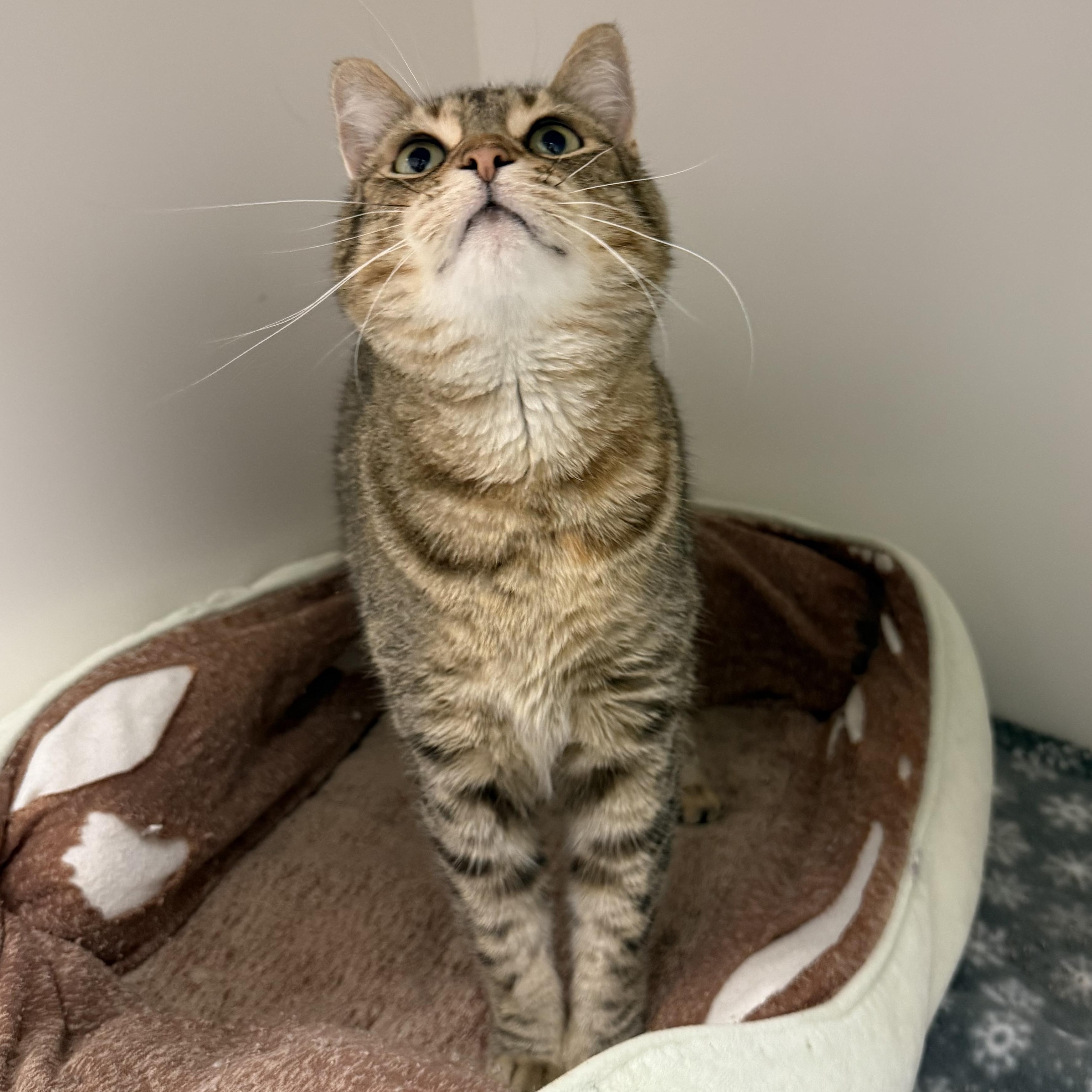 Enlarge Bunny, a Adoptable American Bobtail in Newport Beach, CA image 5/5