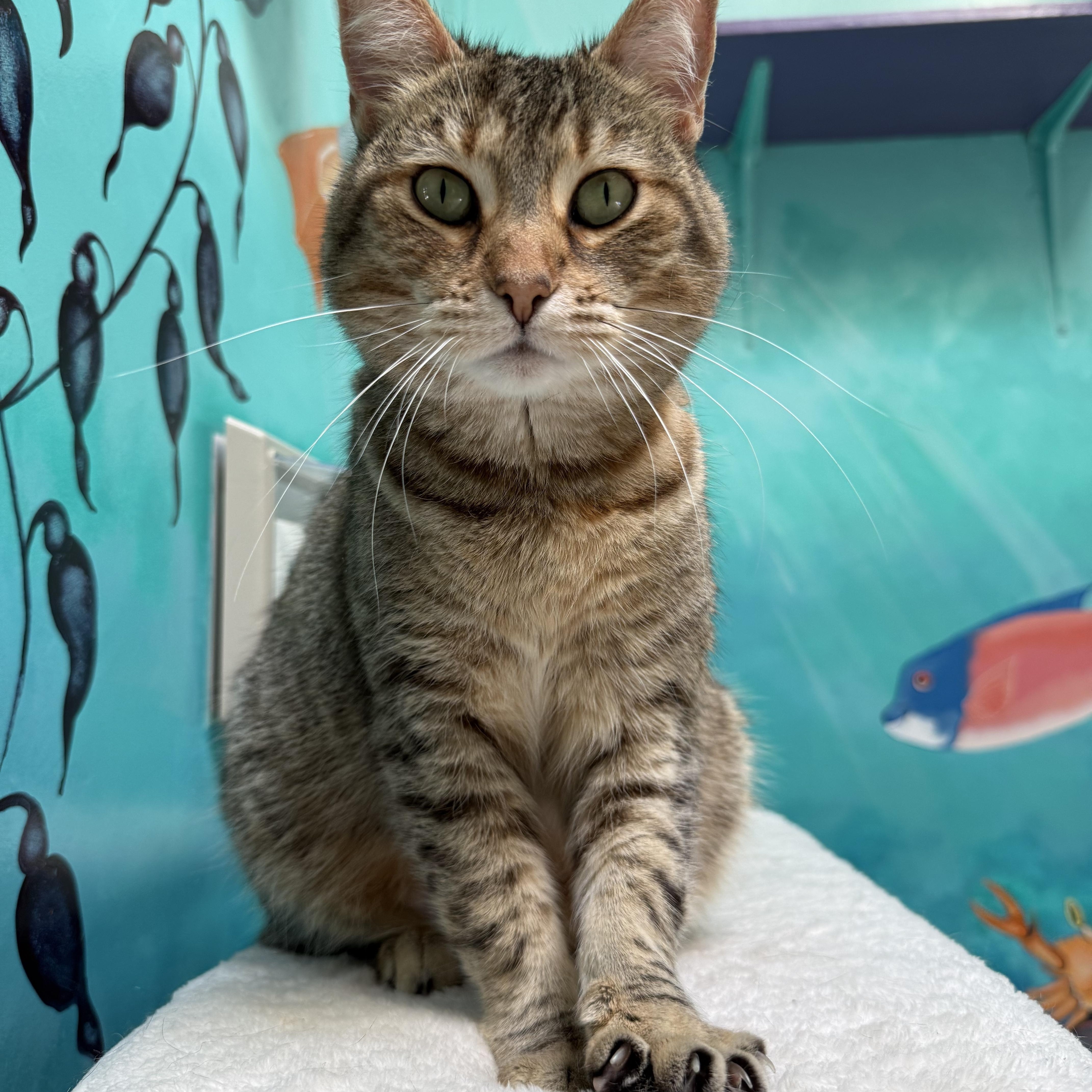 Bunny, a Adoptable American Bobtail in Newport Beach, CA image 5/5