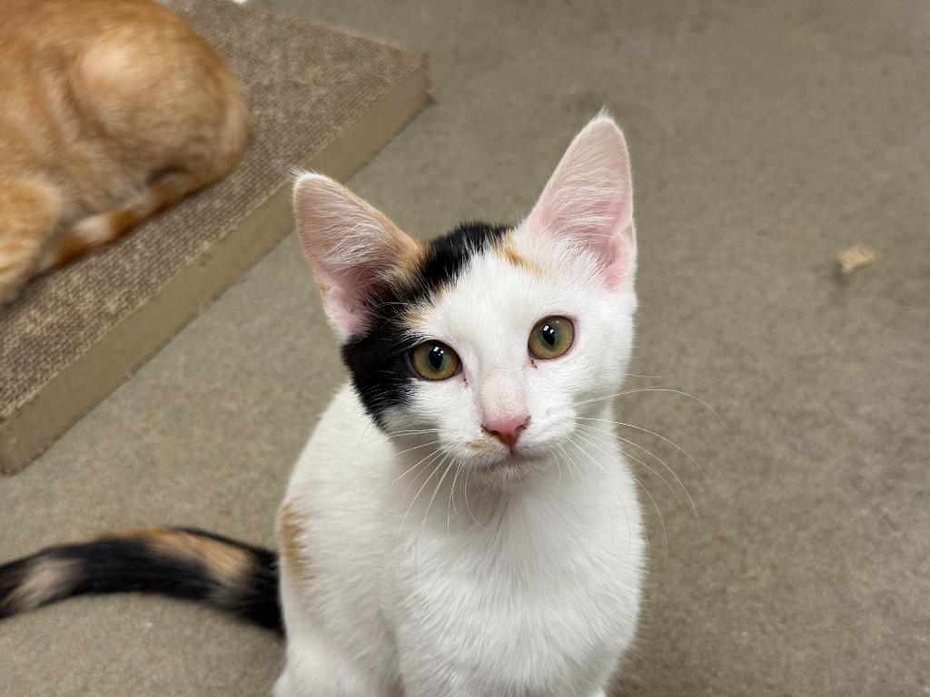 Rachel, a Adopted mixed breed in Raleigh, NC image 2/5