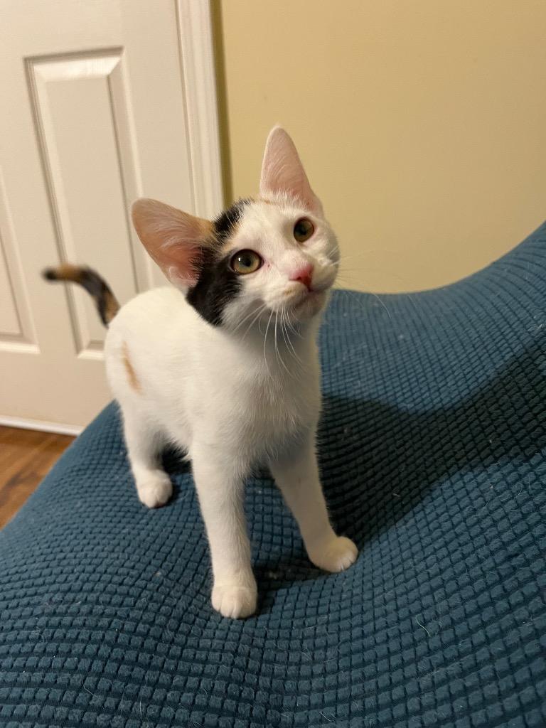 Rachel, a Adopted mixed breed in Raleigh, NC image 5/5
