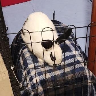 Baby Got Hops-Foster, Adoptable, Young Male Checkered Giant.