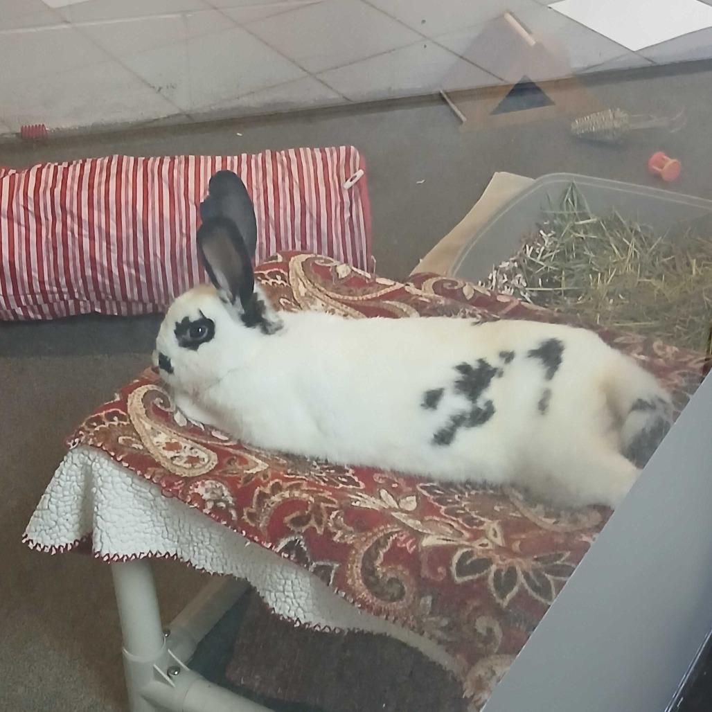 Enlarge Baby Got Hops-Foster, a Adoptable Checkered Giant in Grand Rapids, MI image 2/2