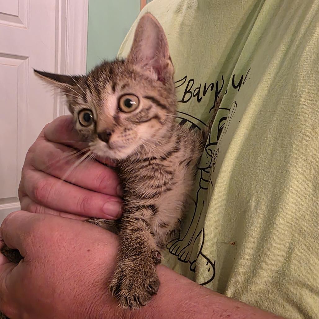 Enlarge Navy Blu, a Adoptable Domestic Short Hair in Wilmington, NC image 5/6