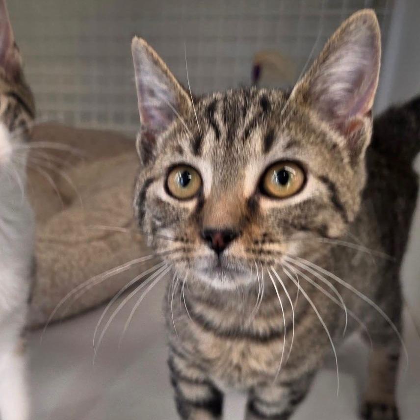 Navy Blu, adoptable, Kitten Female Domestic Short Hair.