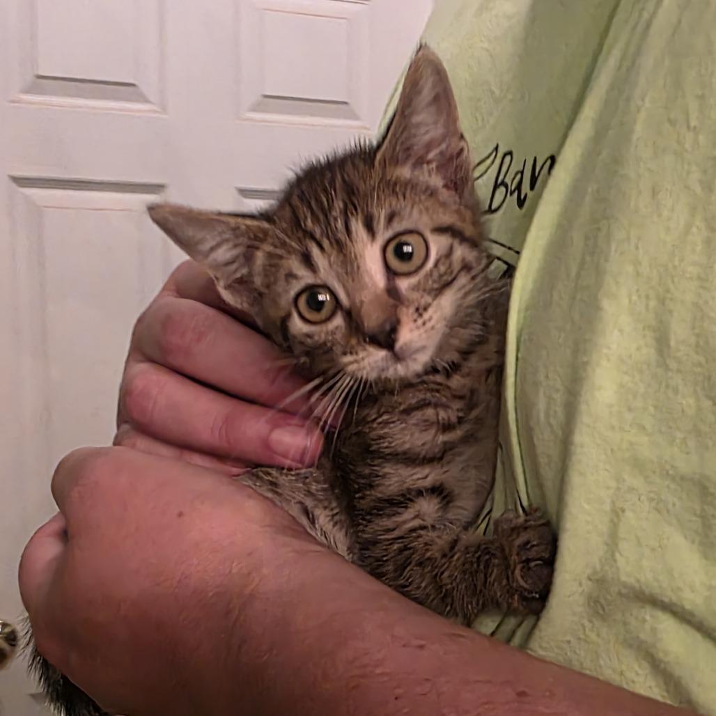 Enlarge Navy Blu, a Adoptable Domestic Short Hair in Wilmington, NC image 4/6