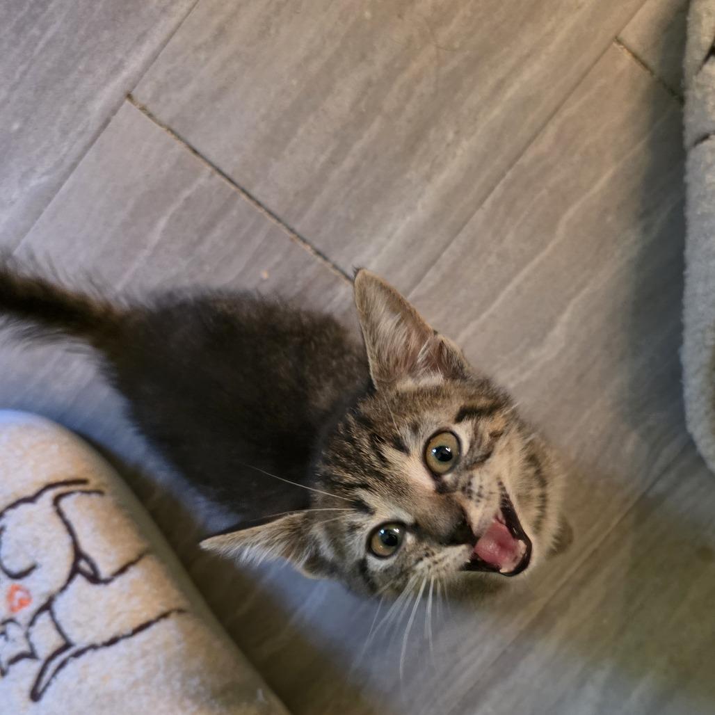 Enlarge Navy Blu, a Adoptable Domestic Short Hair in Wilmington, NC image 1/6