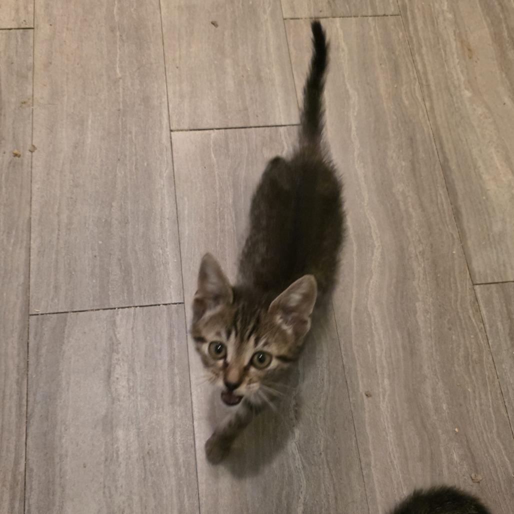 Enlarge Navy Blu, a Adoptable Domestic Short Hair in Wilmington, NC image 3/6