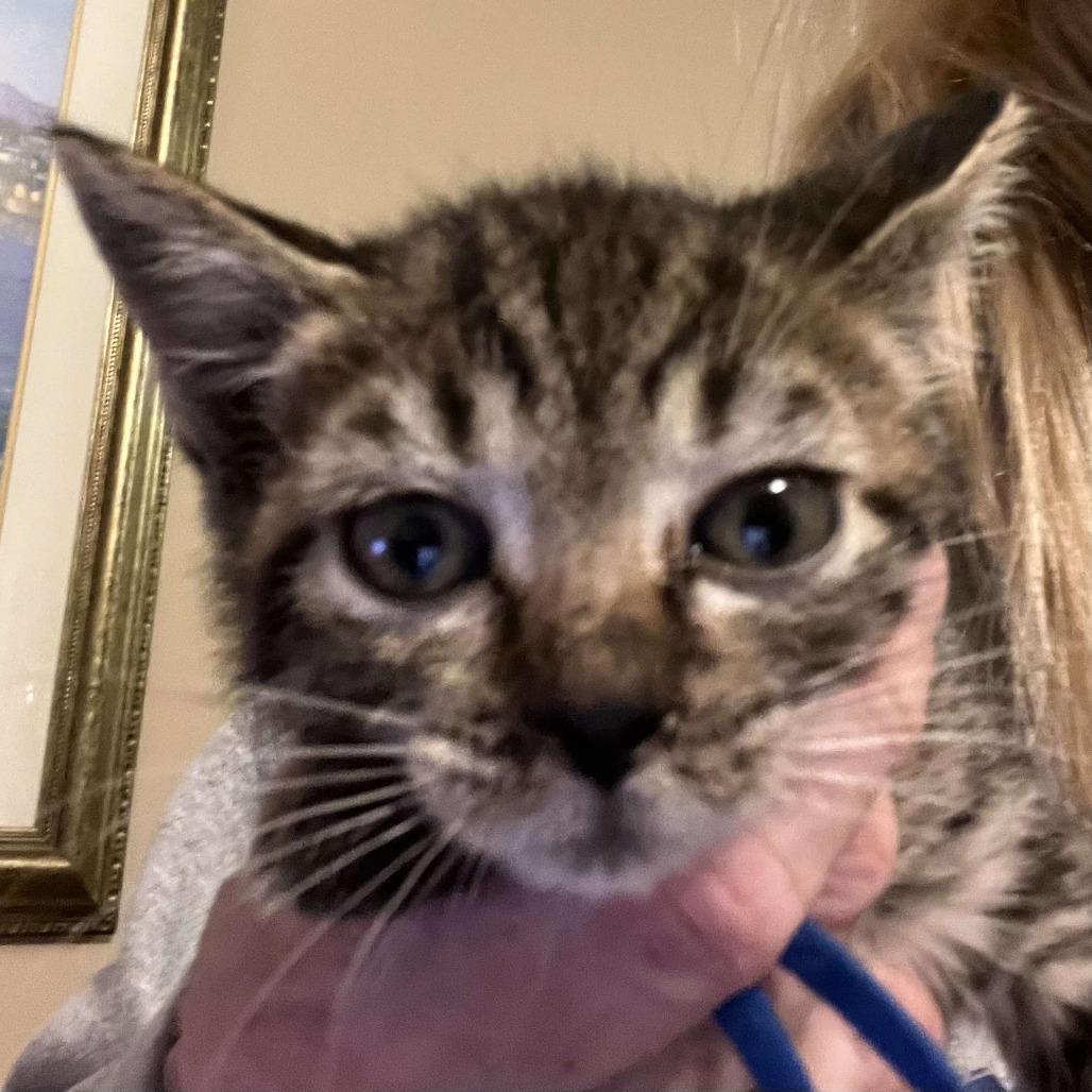 Enlarge Navy Blu, a Adoptable Domestic Short Hair in Wilmington, NC image 6/6