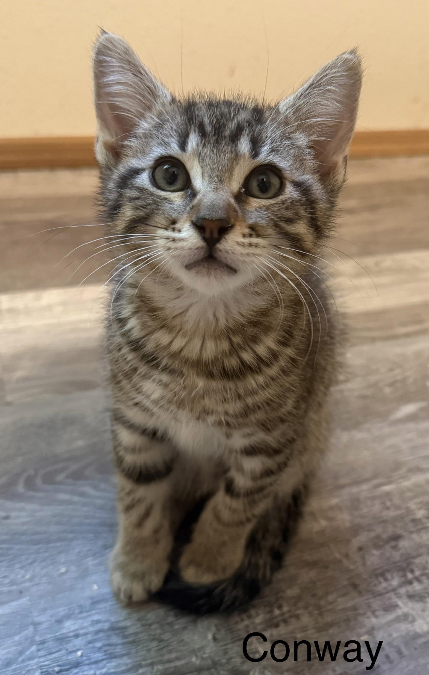 Enlarge CONWAY, an adopted mixed breed in Renton, WA image 1/1