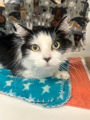 Madeline (ID 47998/2725)