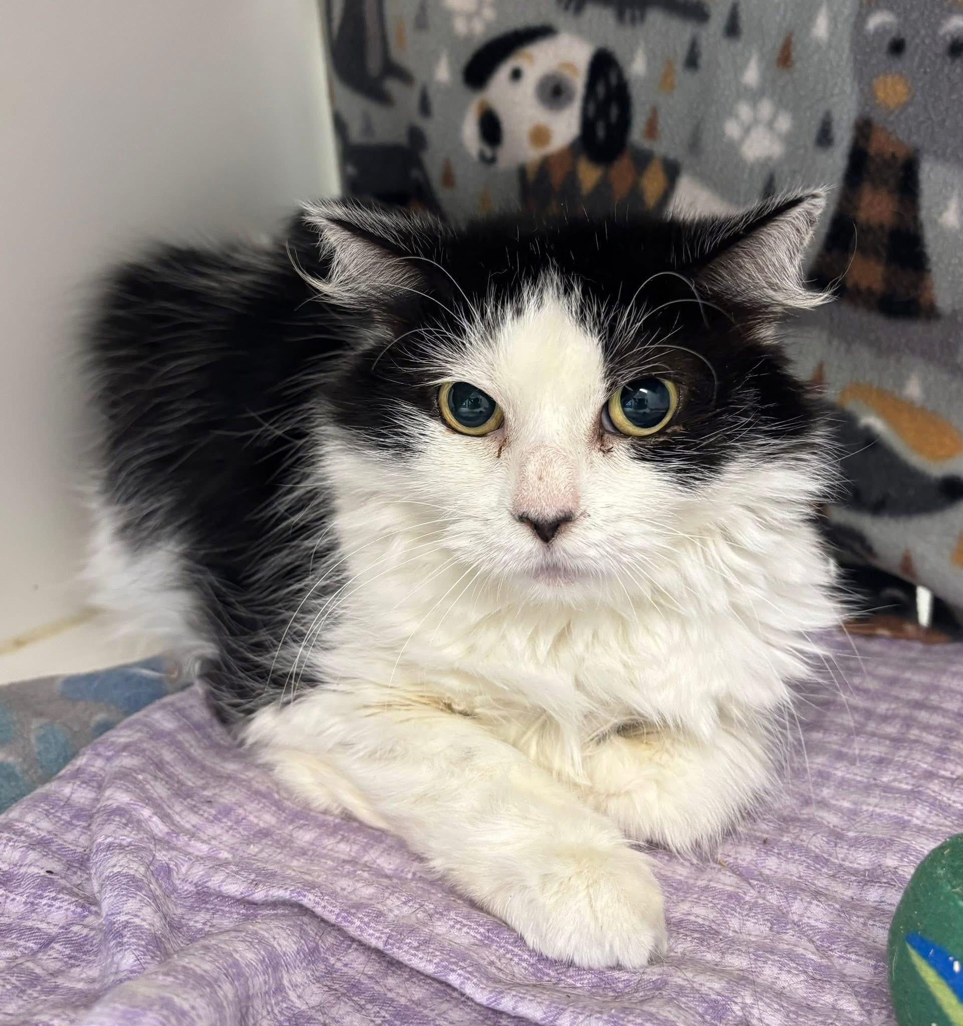 Madeline (ID 47998/2725)