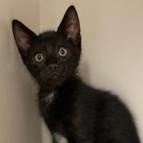 Gobi, ADOPTABLE, Young Female Domestic Short Hair.