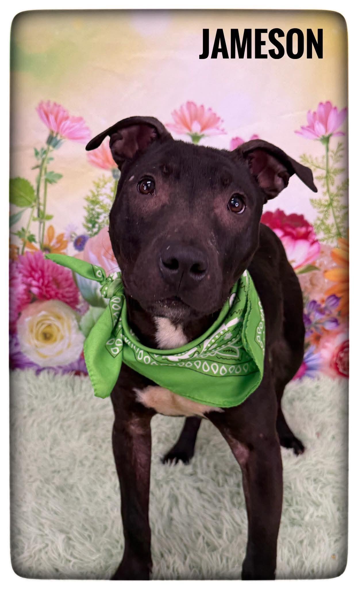 Enlarge Jameson, a ADOPTABLE Mixed Breed in Flint, MI image 1/1