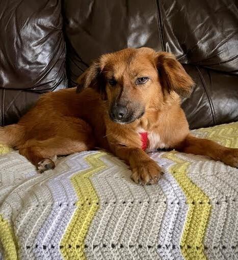 Lulu, Adoptable, Adult Female Hound.