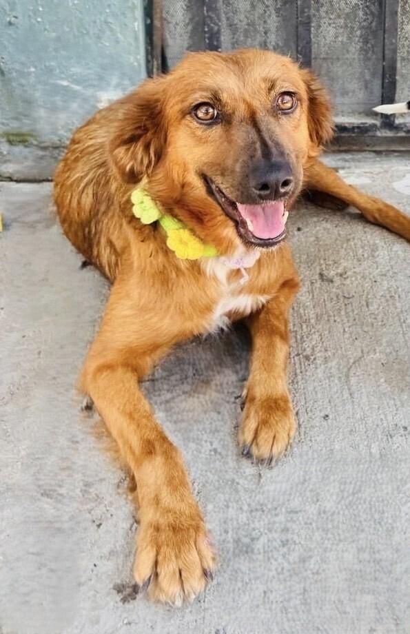 Lulu, a Adoptable mixed breed in Orlando, FL image 2/6