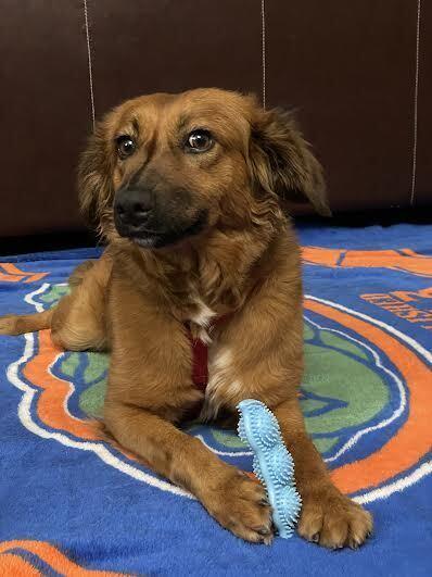 Lulu, a Adoptable mixed breed in Orlando, FL image 3/6