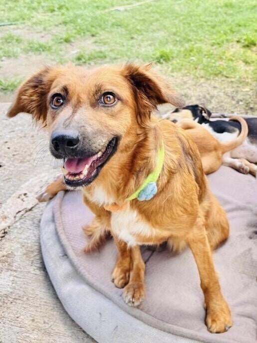 Lulu, a Adoptable mixed breed in Orlando, FL image 4/6