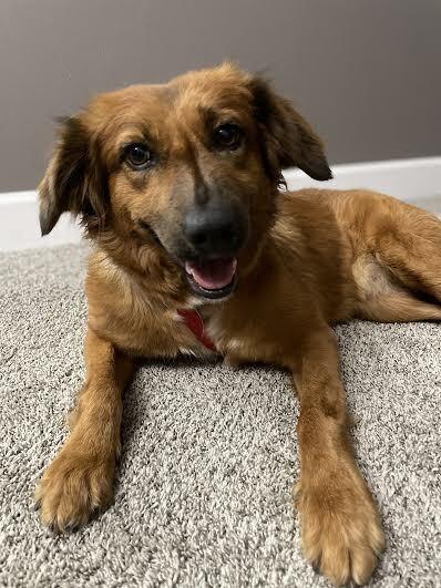 Lulu, a Adoptable mixed breed in Orlando, FL image 5/6