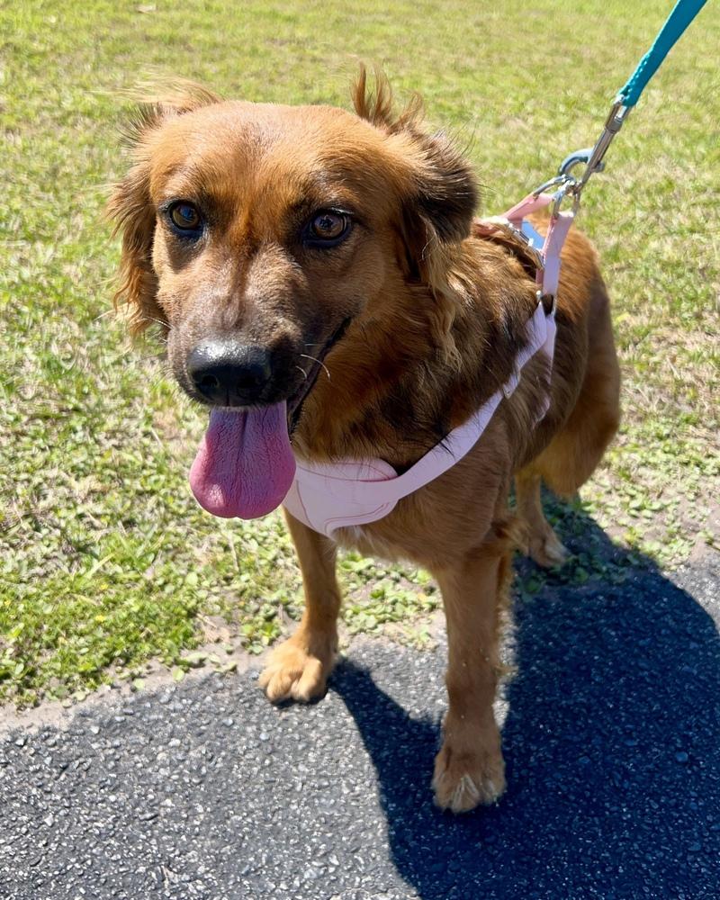 Enlarge Lulu, a Adoptable mixed breed in Orlando, FL image 5/6