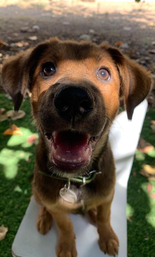 Lulu, a Adoptable mixed breed in Orlando, FL image 6/6