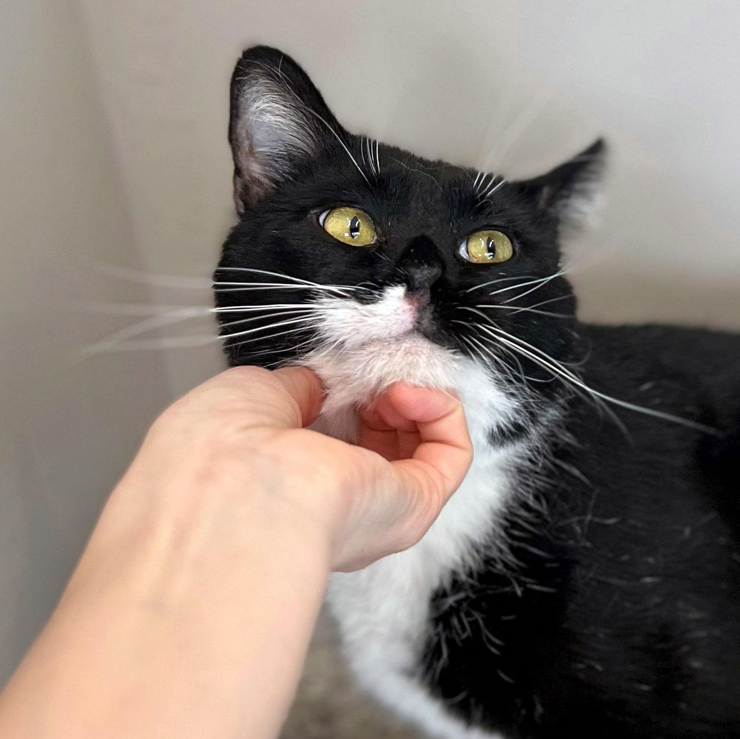 Enlarge Jackie Boy, a ADOPTABLE mixed breed in Chicago, IL image 5/6