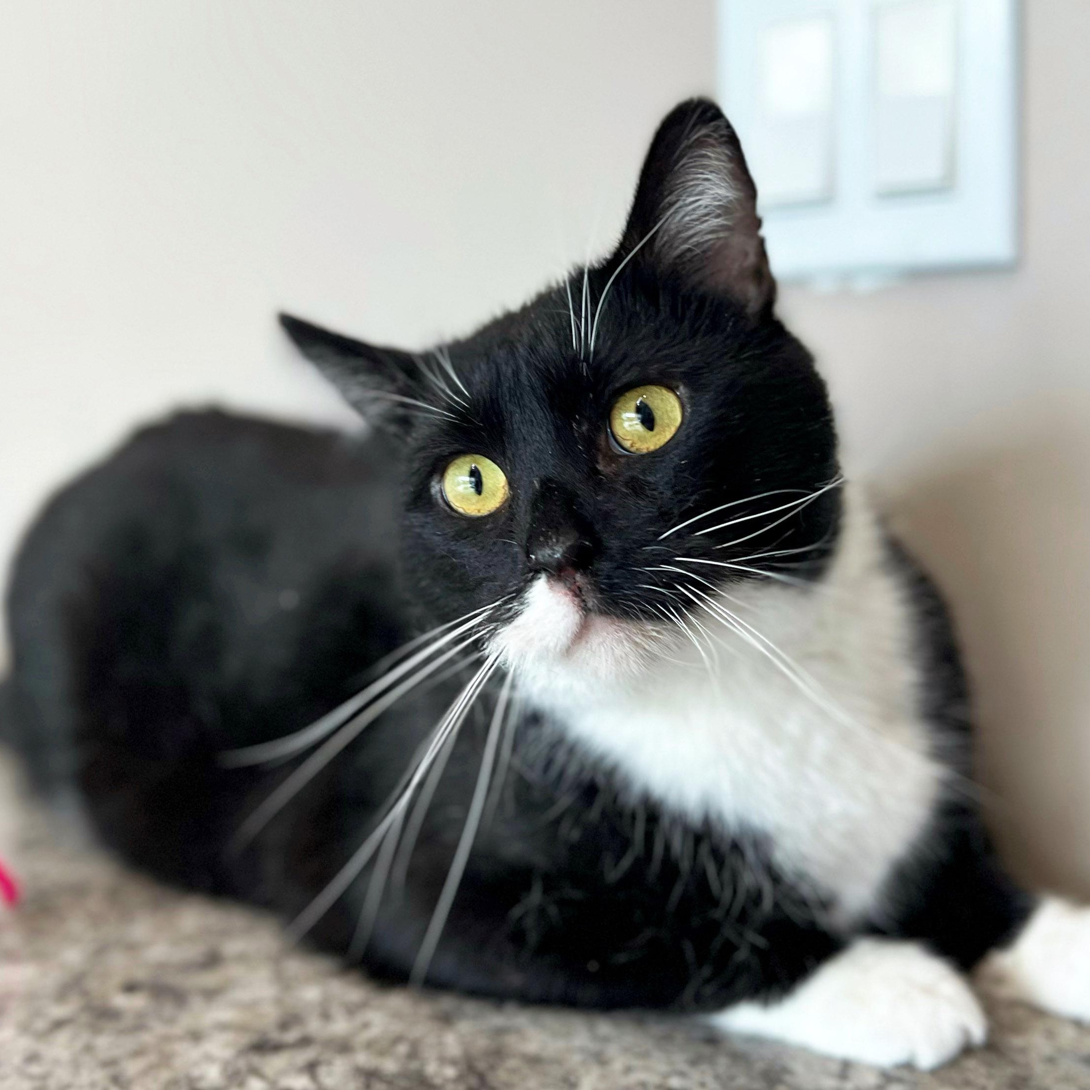 Enlarge Jackie Boy, a ADOPTABLE mixed breed in Chicago, IL image 3/6