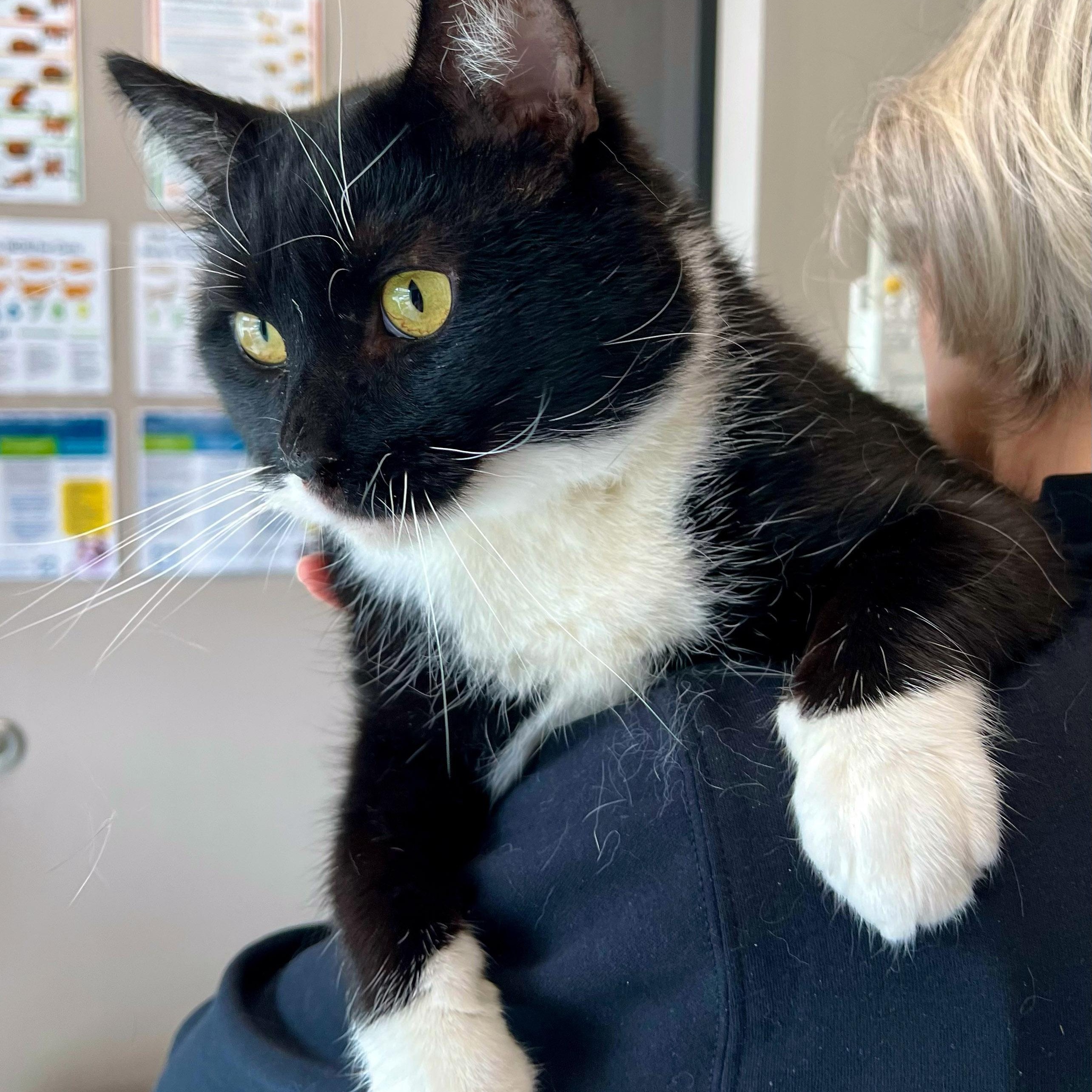 Enlarge Jackie Boy, a ADOPTABLE mixed breed in Chicago, IL image 4/6