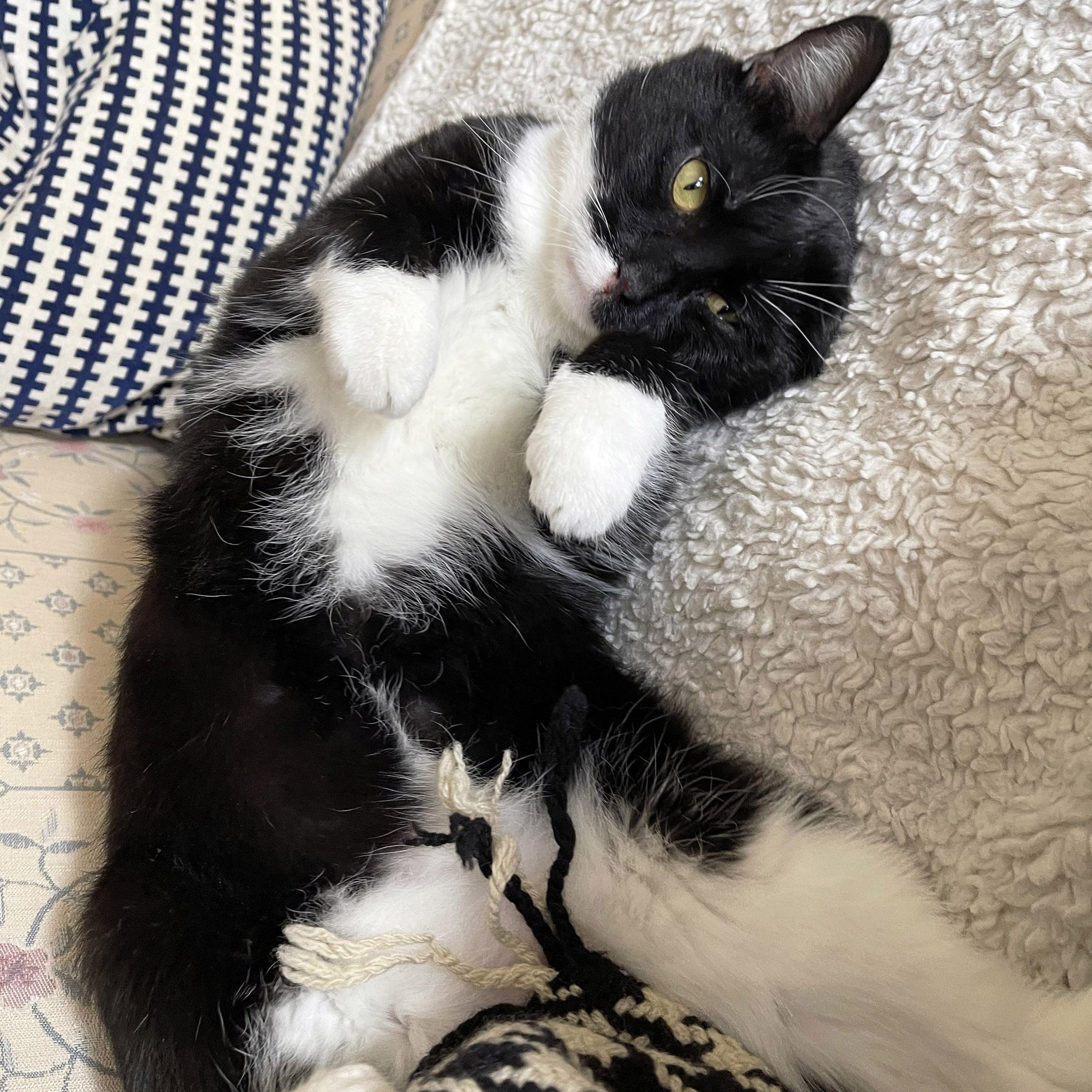 Jackie Boy, ADOPTABLE, Adult Male Tuxedo & Domestic Short Hair.