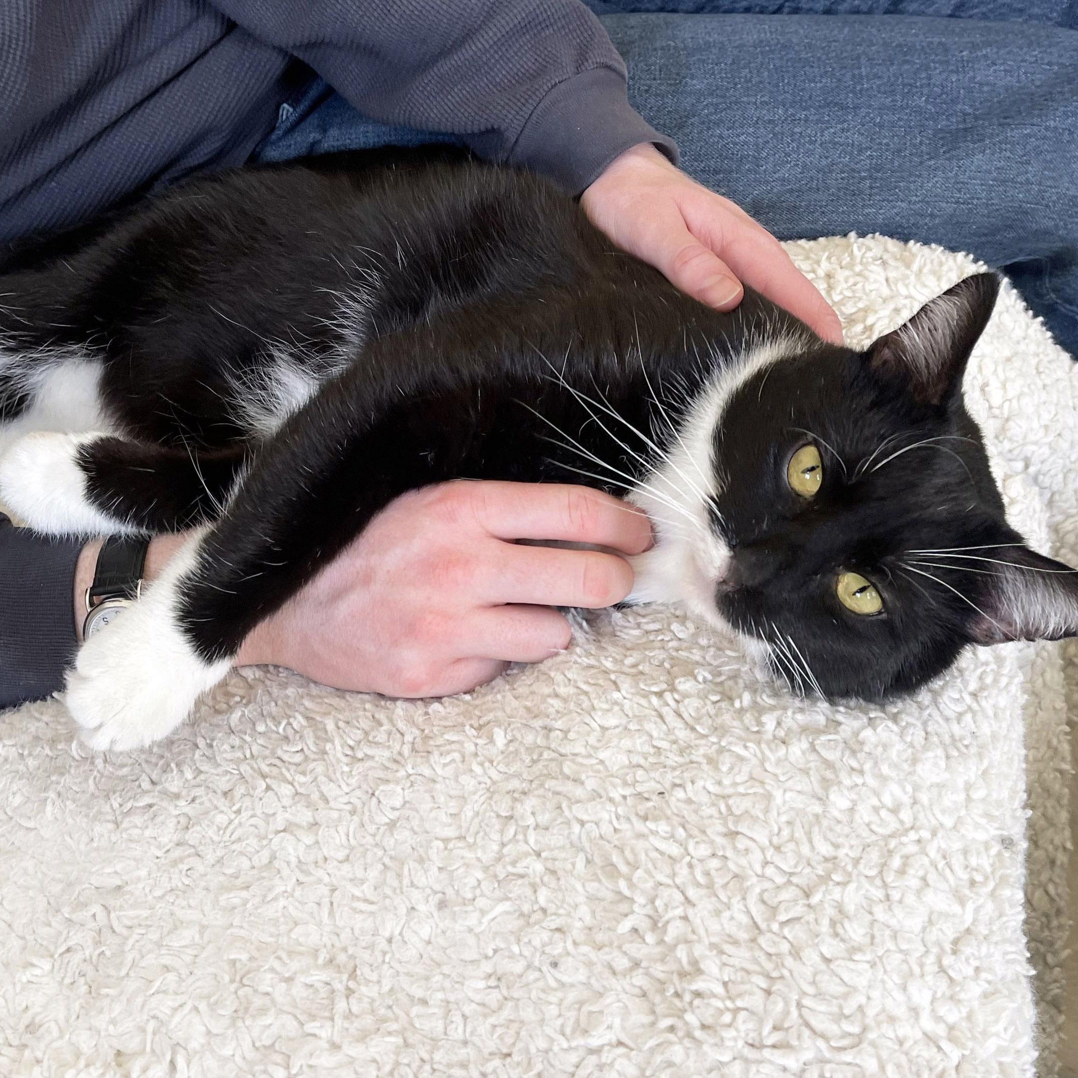 Enlarge Jackie Boy, a ADOPTABLE mixed breed in Chicago, IL image 6/6