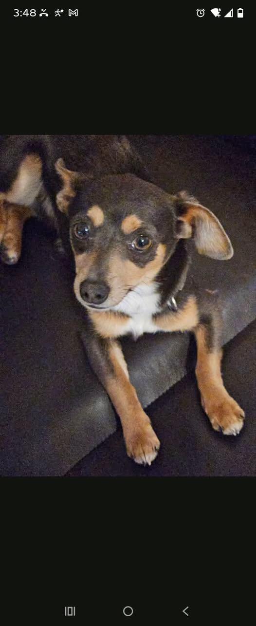 Enlarge Frankie, a Adopted mixed breed in Matthews, NC image 1/1