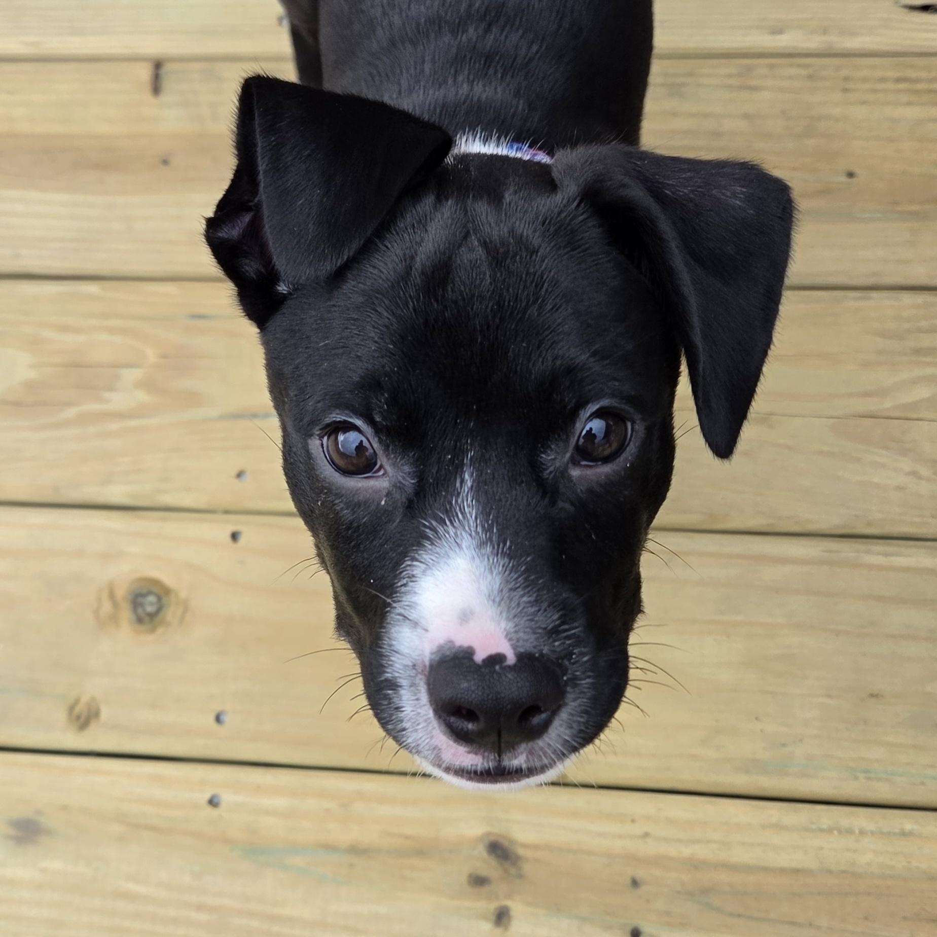 Larry, a ADOPTABLE mixed breed in Livonia, MI image 2/5