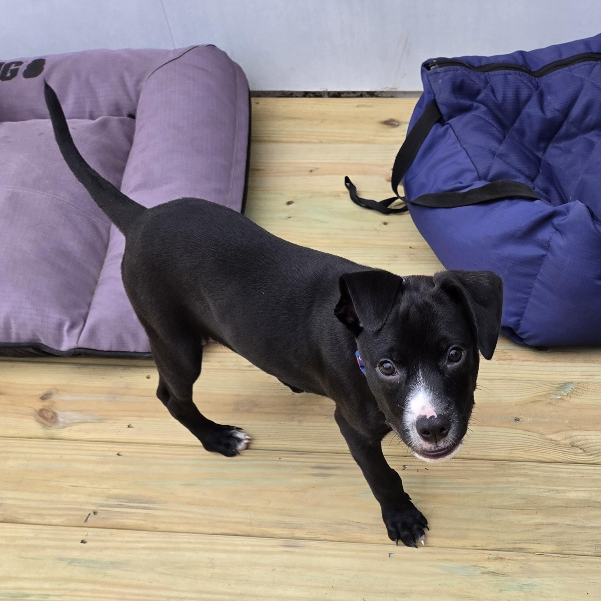 Larry, a ADOPTABLE mixed breed in Livonia, MI image 5/5