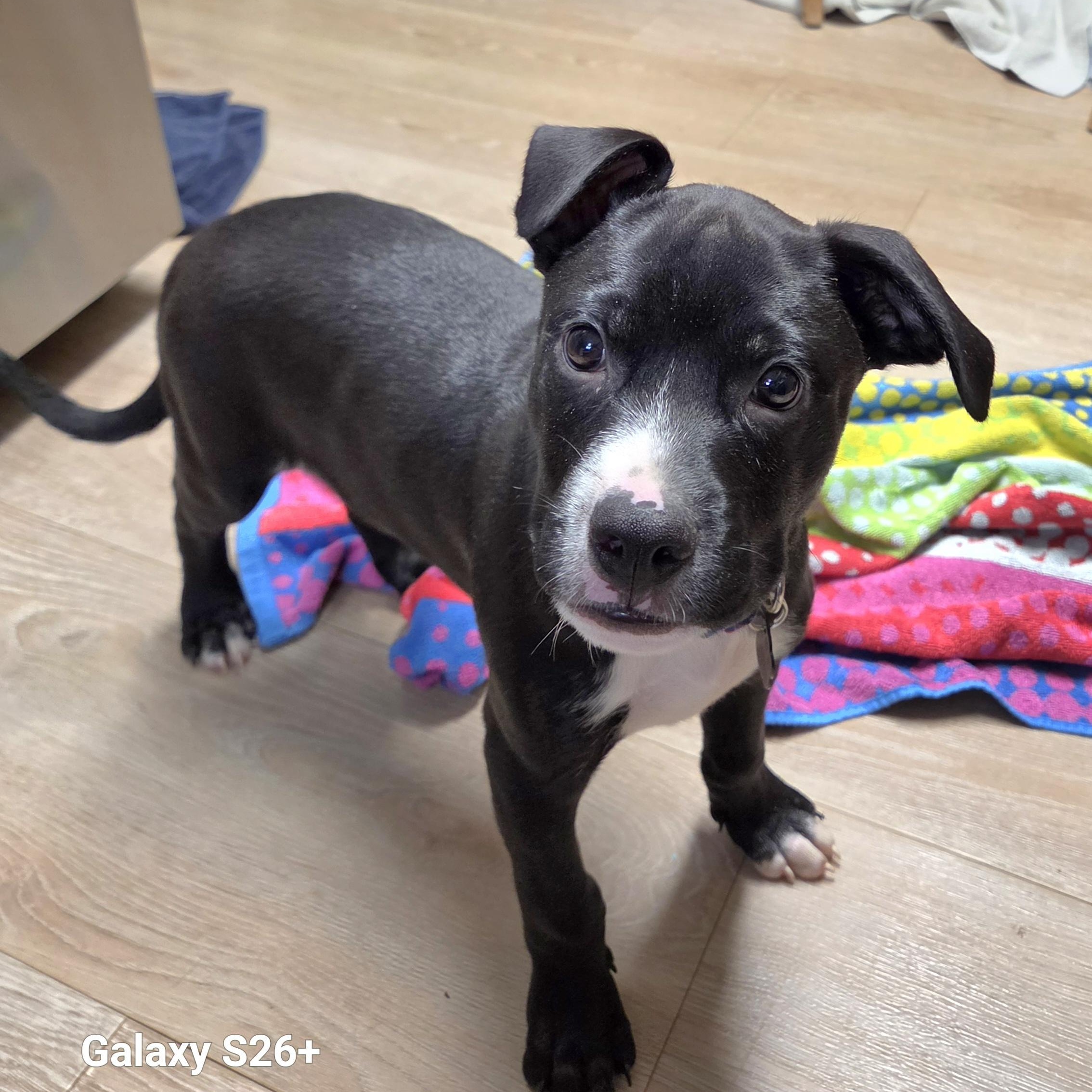 Larry, ADOPTABLE, Puppy Male Pit Bull Terrier.