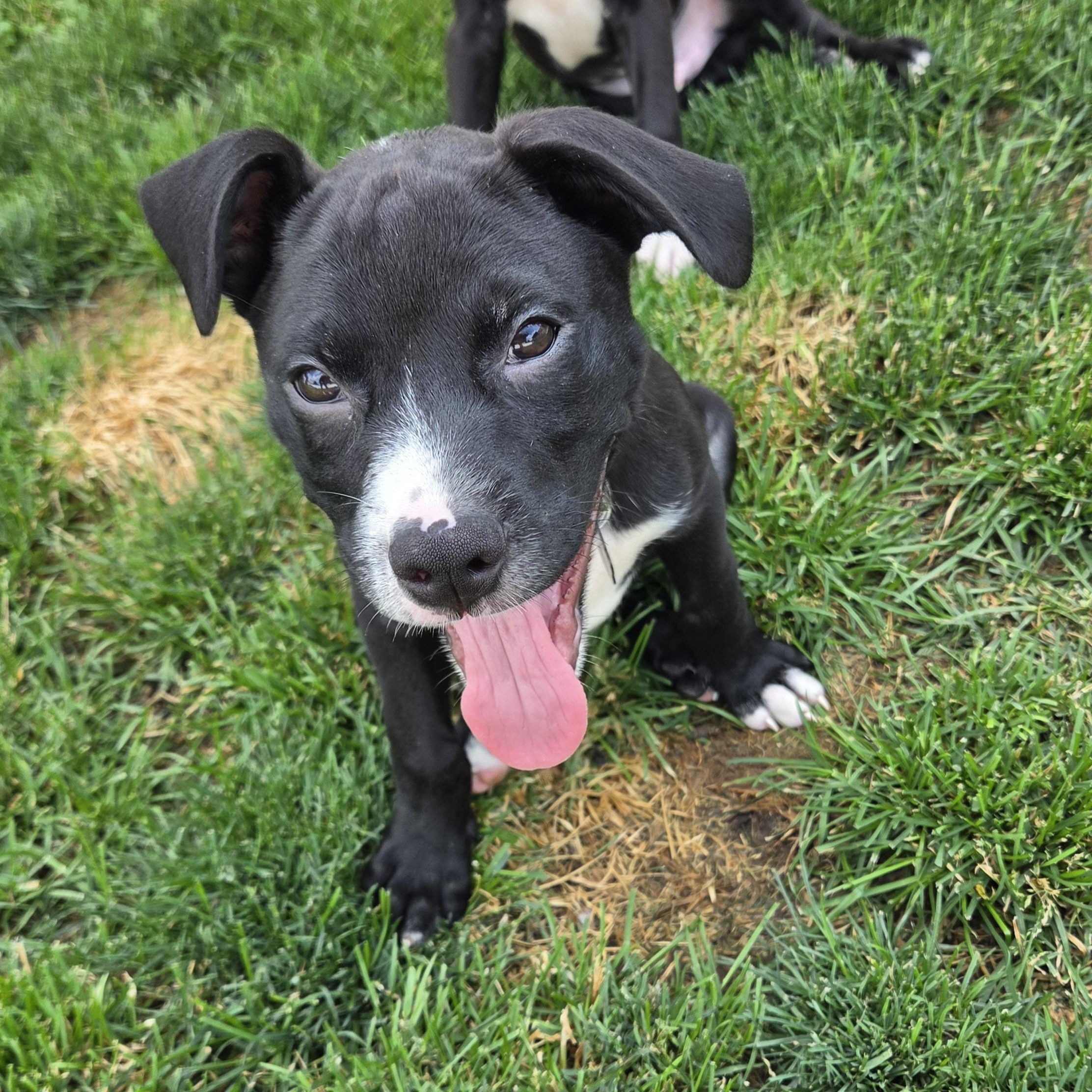 Larry, a ADOPTABLE mixed breed in Livonia, MI image 4/5