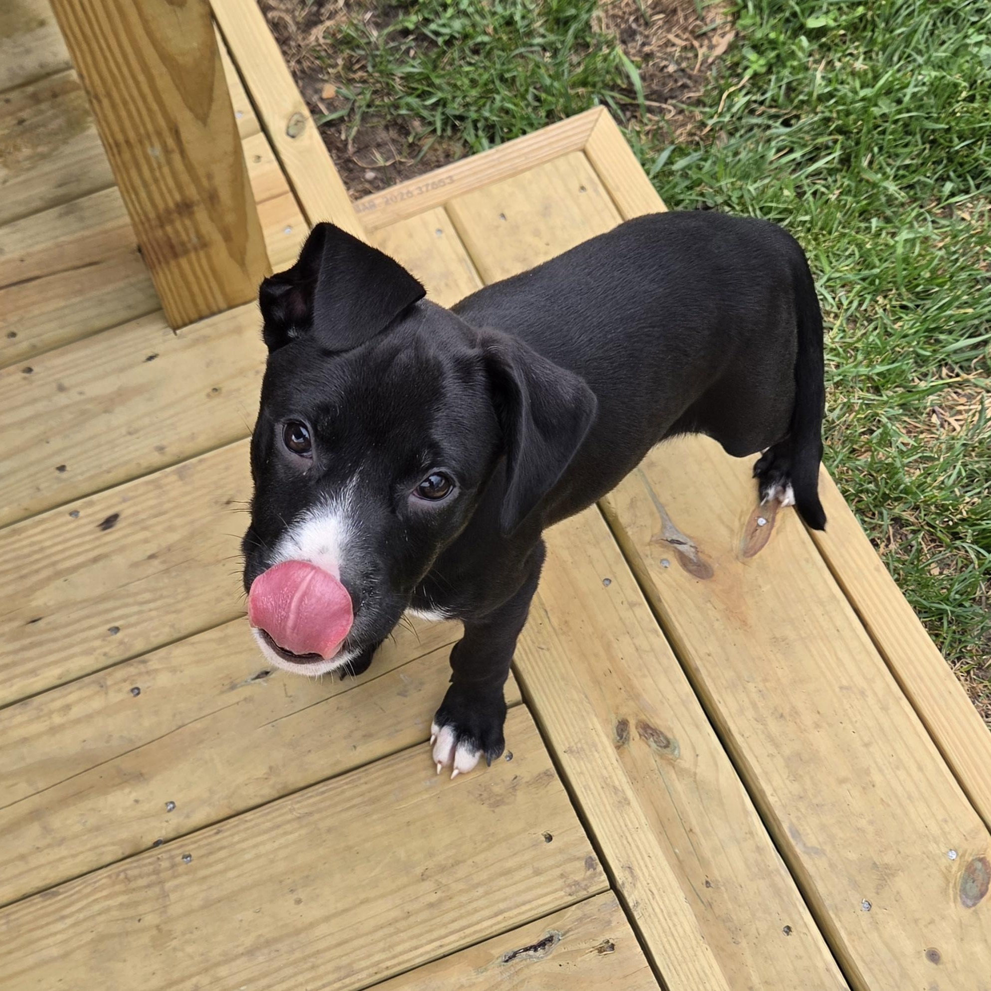 Larry, a ADOPTABLE mixed breed in Livonia, MI image 3/5