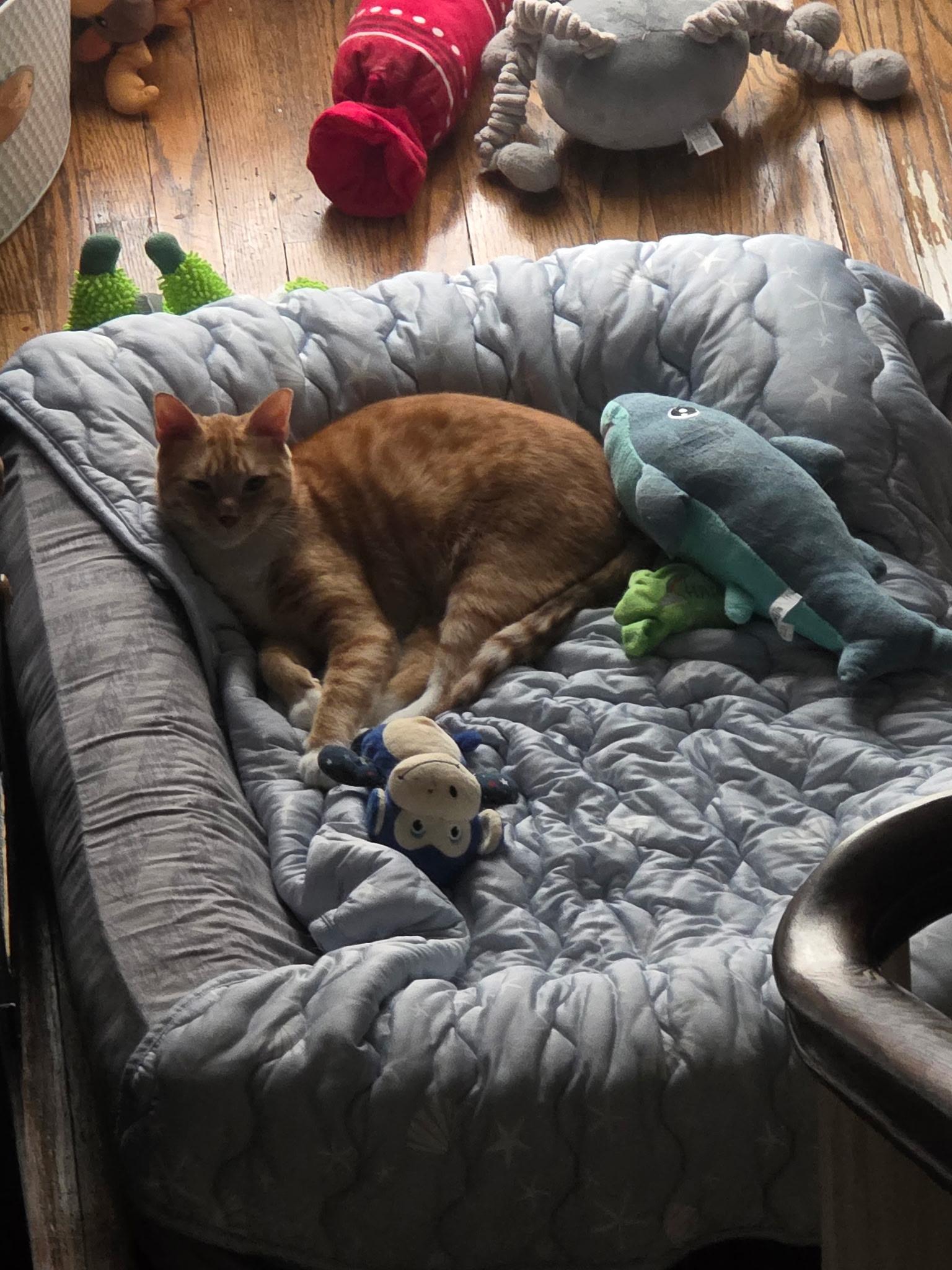 Enlarge Gingerbread, a ADOPTABLE Domestic Short Hair in Bethlehem, PA image 5/5