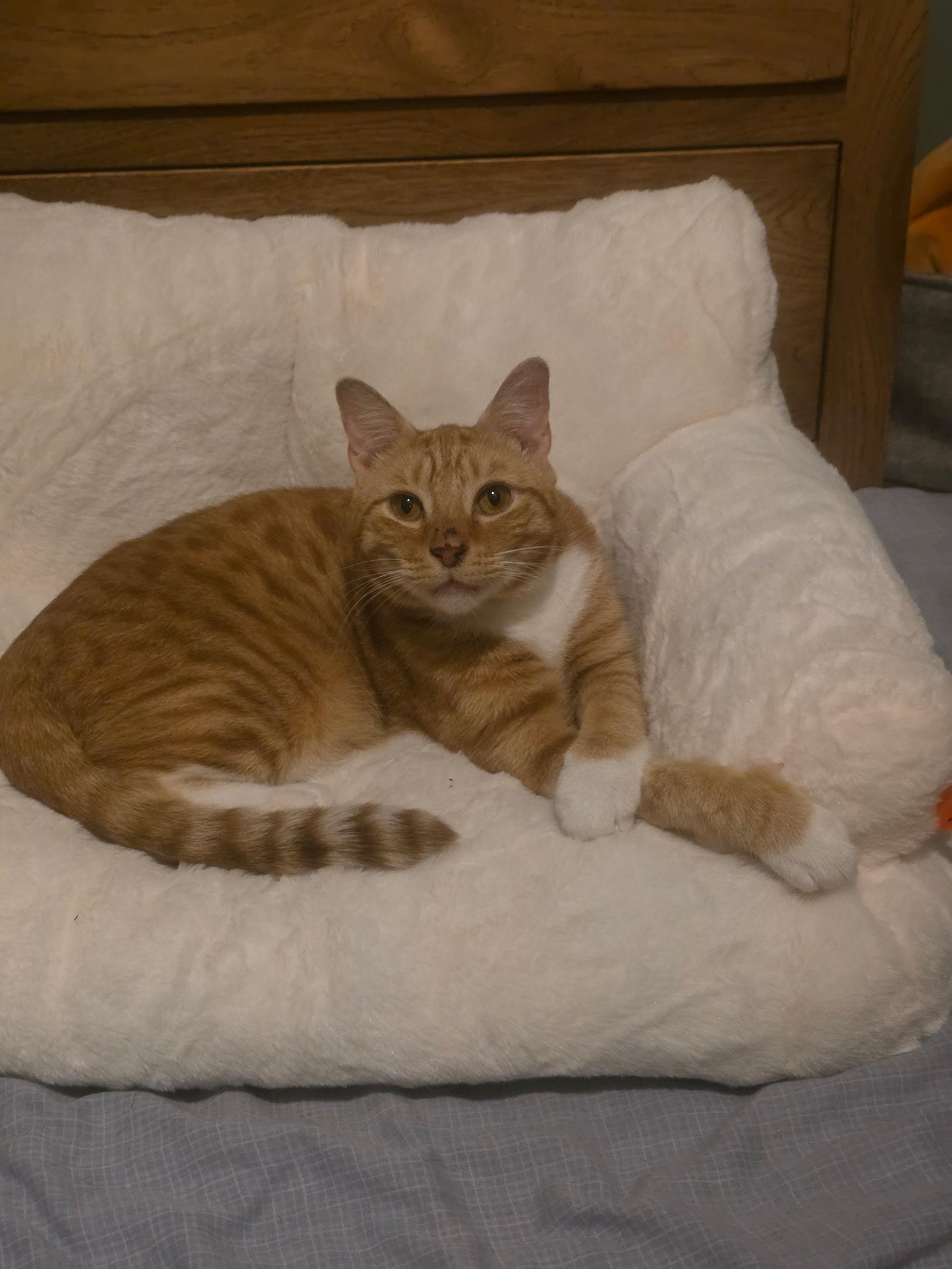 Enlarge Gingerbread, a ADOPTABLE Domestic Short Hair in Bethlehem, PA image 3/5