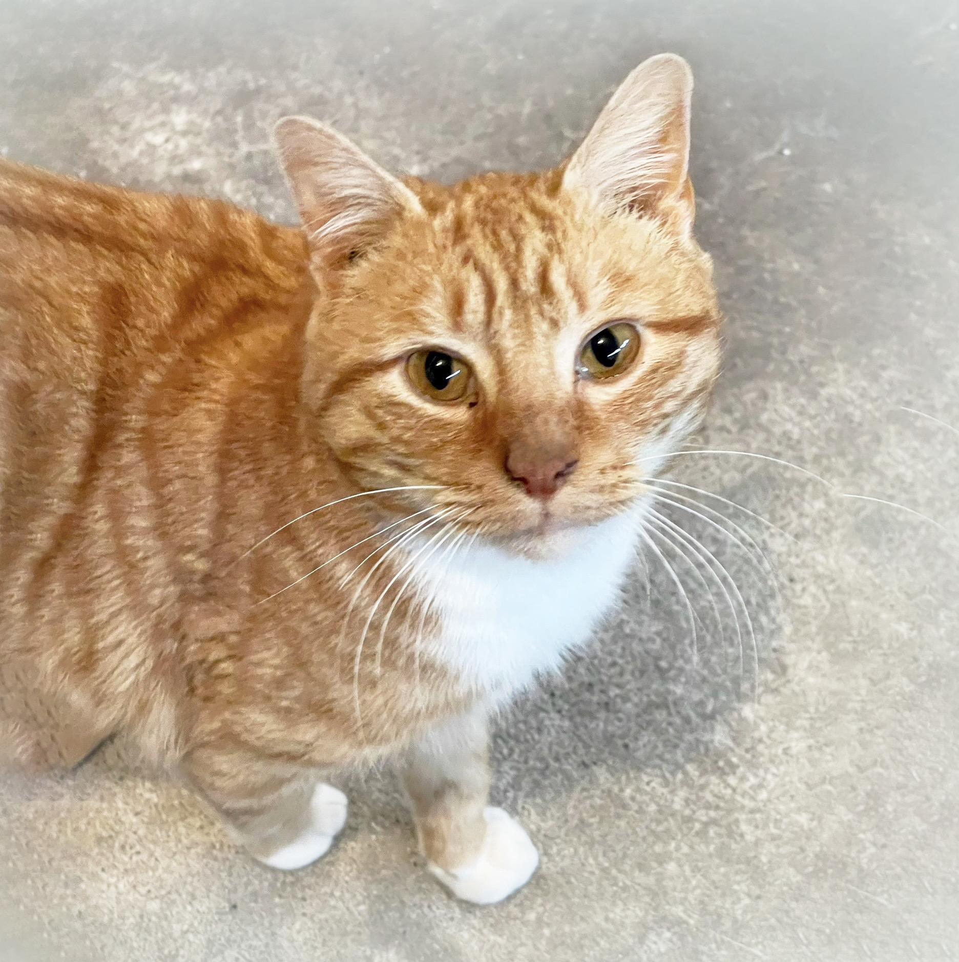 Enlarge Gingerbread, a ADOPTABLE Domestic Short Hair in Bethlehem, PA image 2/5