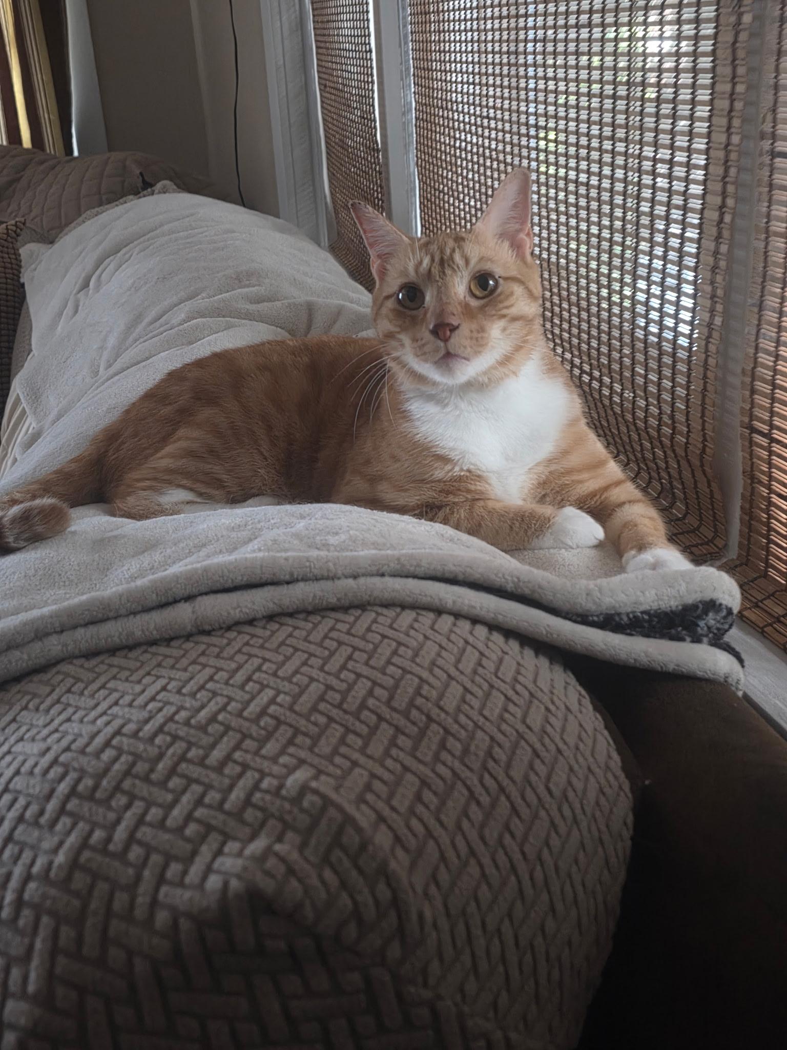 Gingerbread, ADOPTABLE, Adult Male Domestic Short Hair.