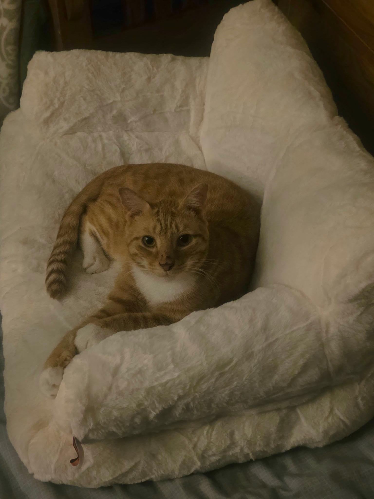 Enlarge Gingerbread, a ADOPTABLE Domestic Short Hair in Bethlehem, PA image 4/5