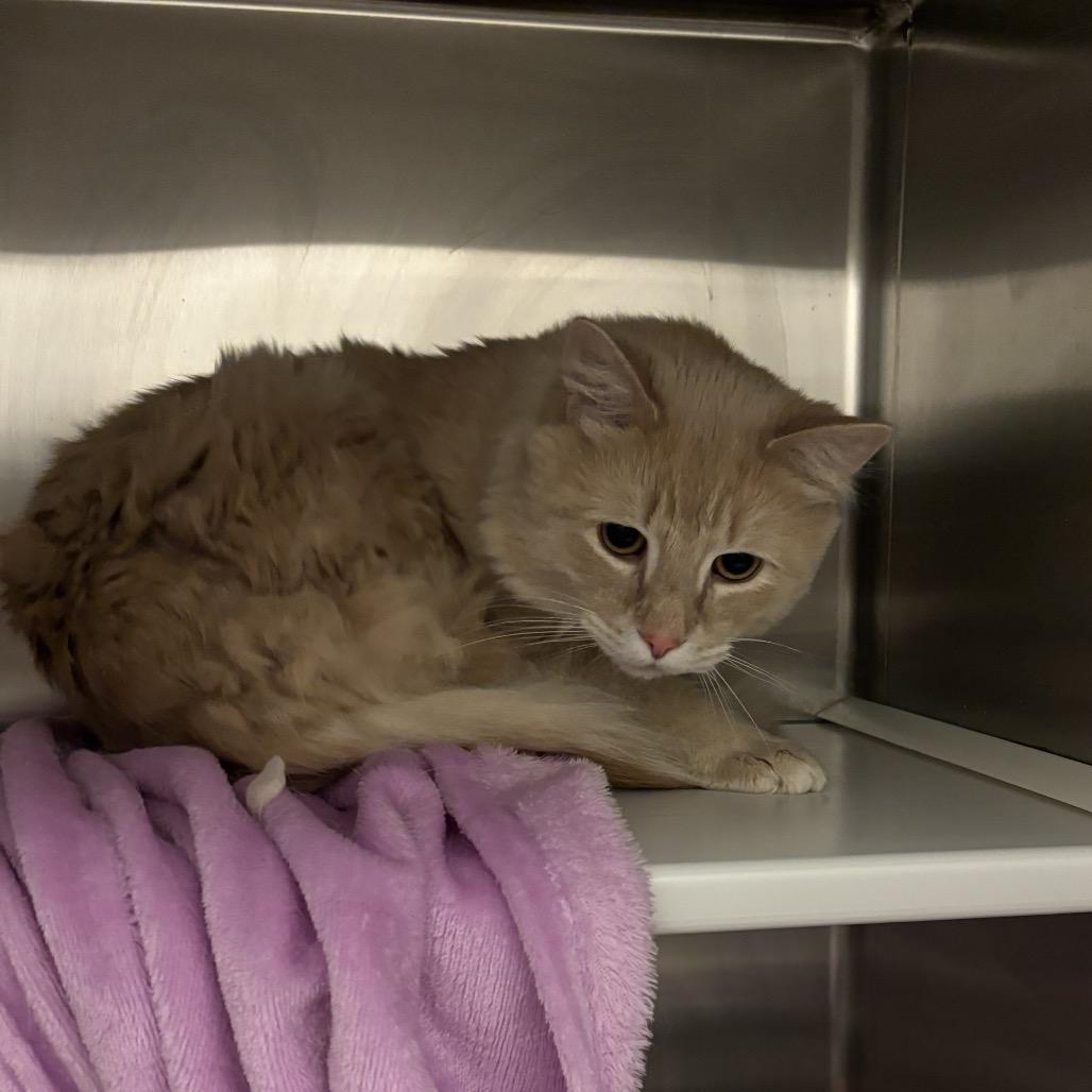 William, Adoptable, Adult Male Domestic Long Hair.