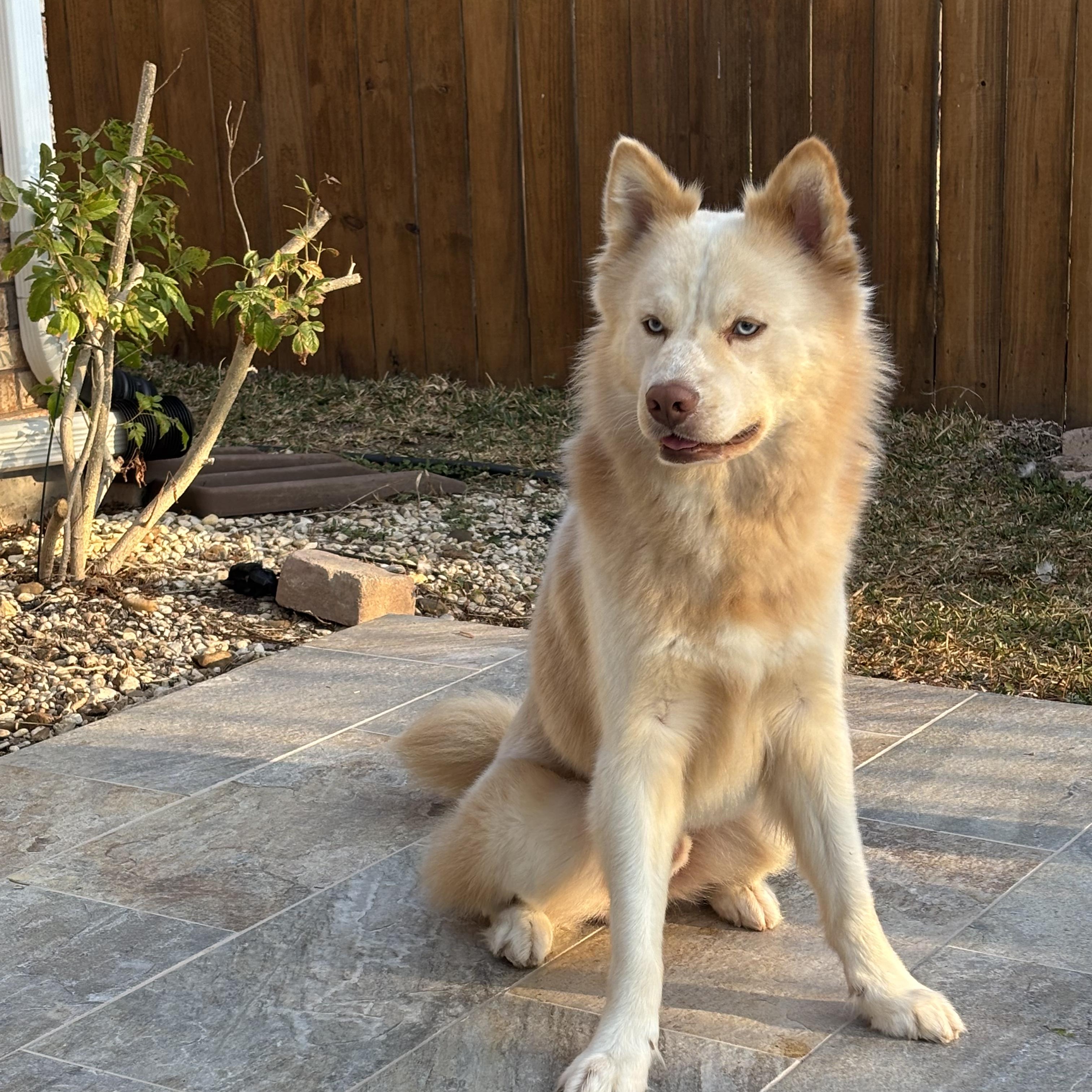 Cowboy, adopted, Young Male Husky.