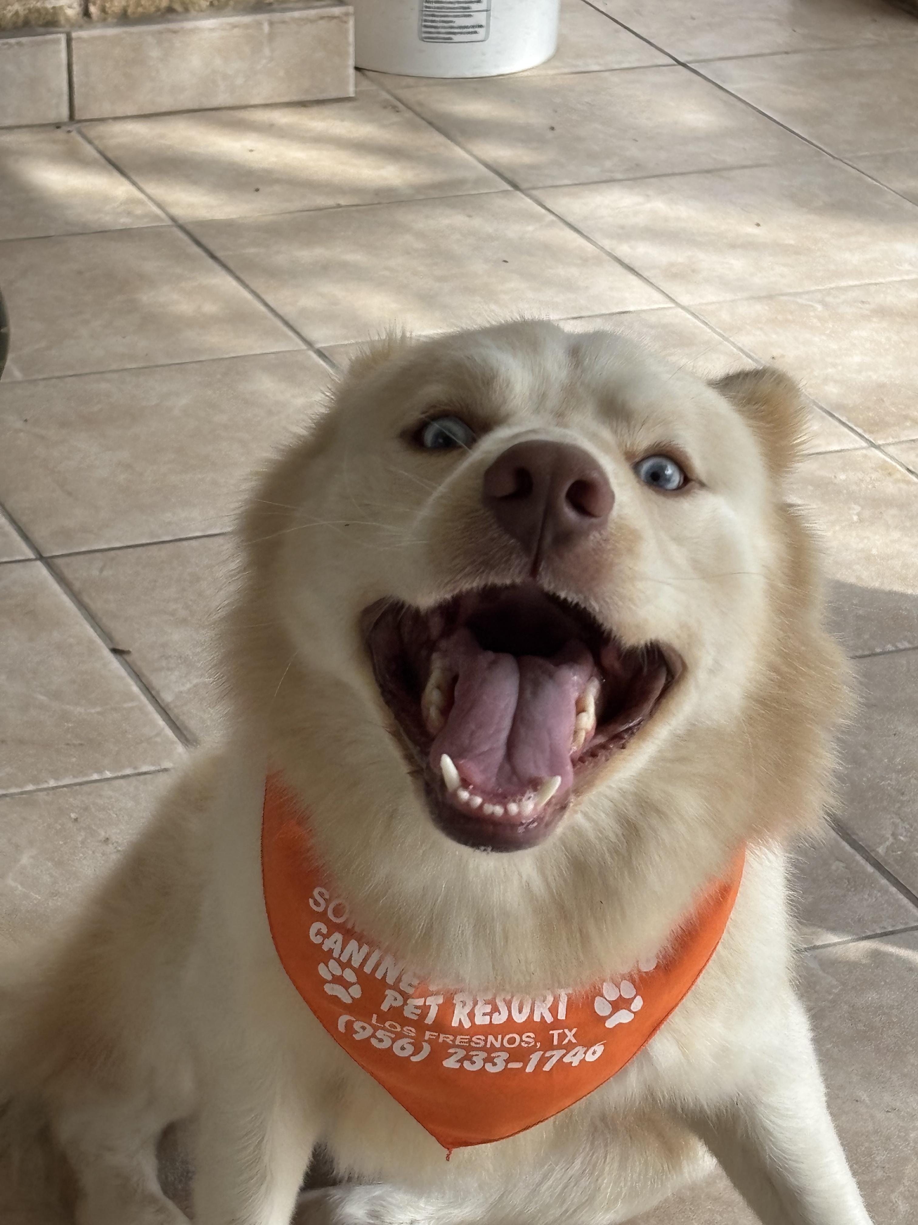 Enlarge Cowboy, an adopted mixed breed in Minneapolis , MN image 2/2