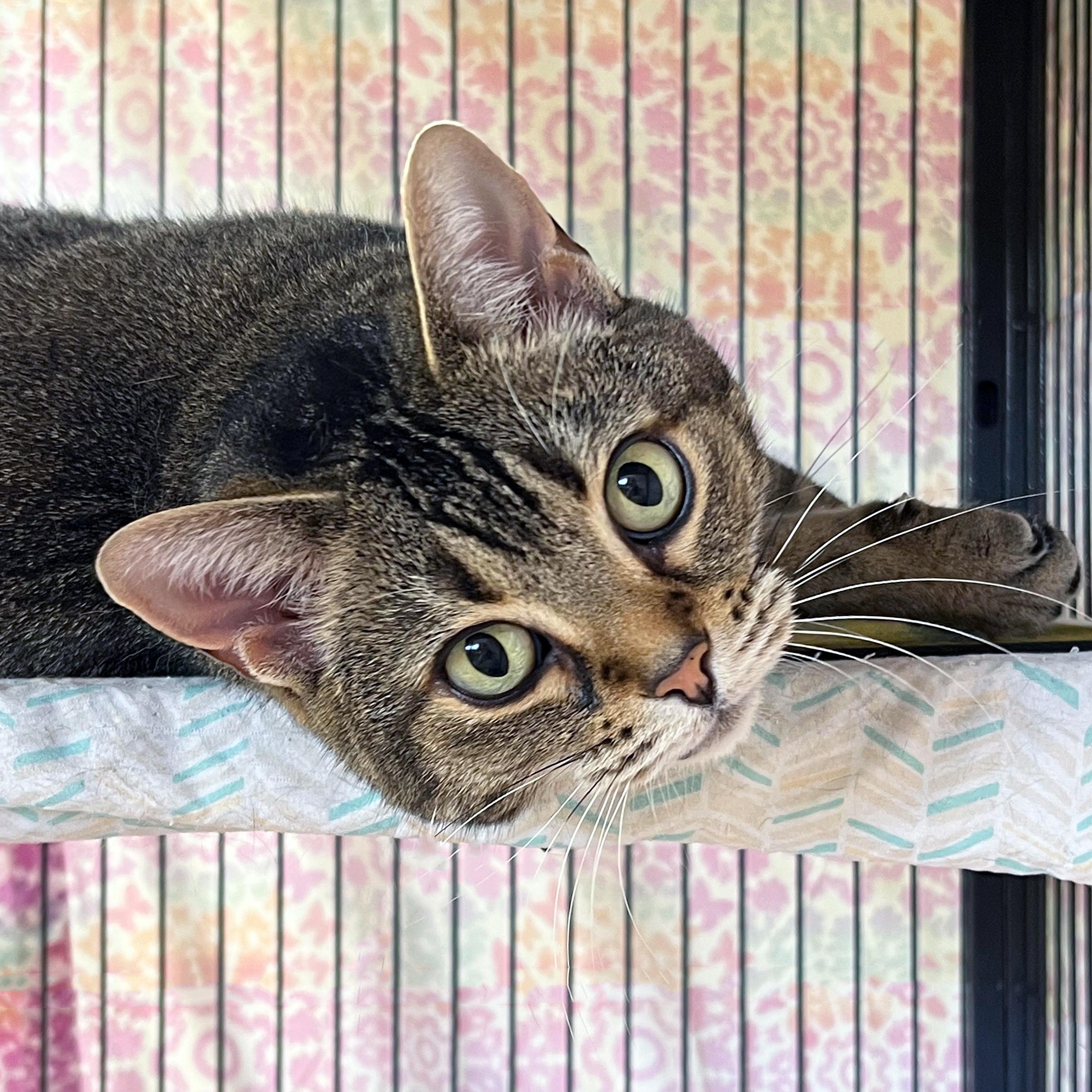 Enlarge Pygmy, a ADOPTABLE Domestic Short Hair in St. Louis, MO image 1/1