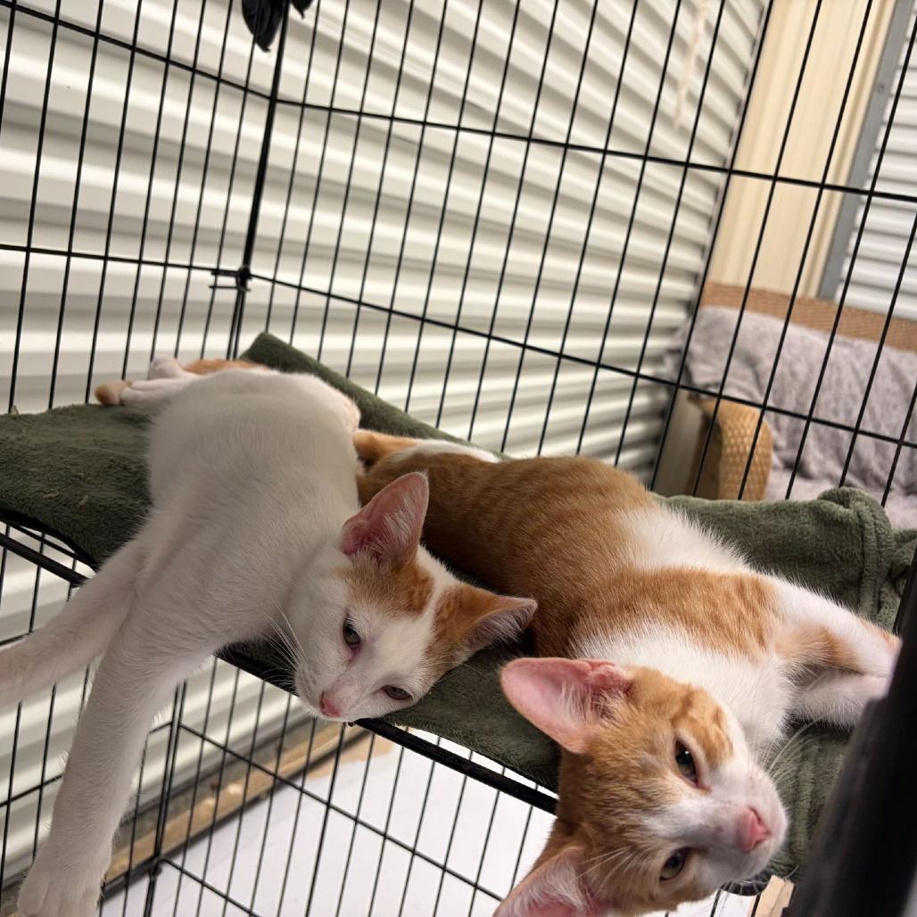 Axel (Bonded to Bowie) photo