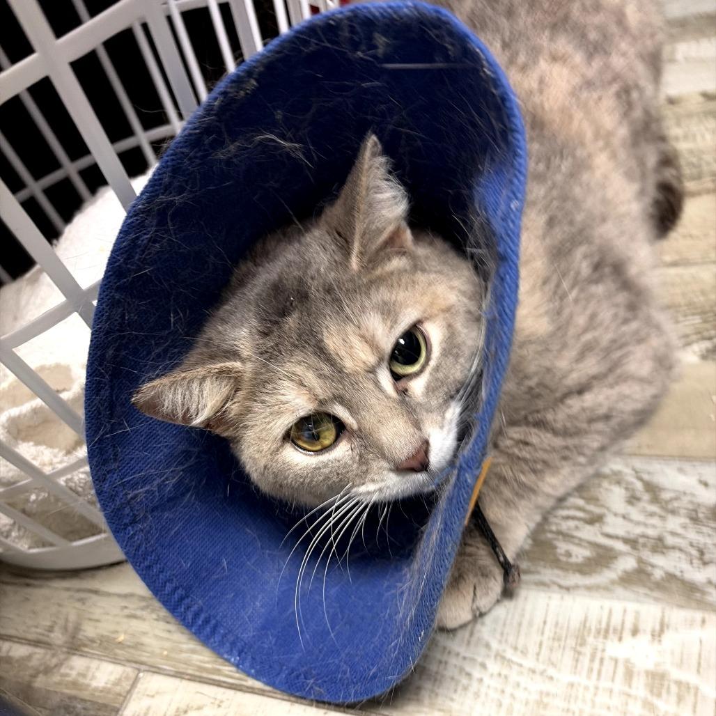 Jolene, a Adoptable Domestic Short Hair in Normal, IL image 1/5