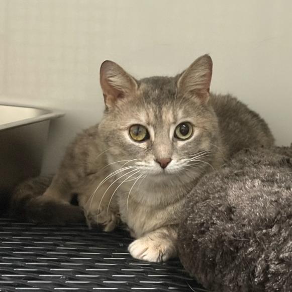 Jolene, a Adoptable Domestic Short Hair in Normal, IL image 2/5